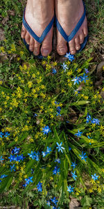 Low section of person standing by flowering plants on field