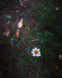 High angle view of white flowering plants on field