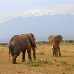 Elephants in the savannah with kilimanjaro mountain in the background