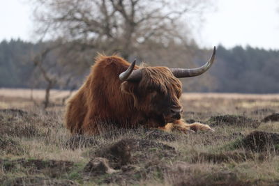 Highland cow in a field