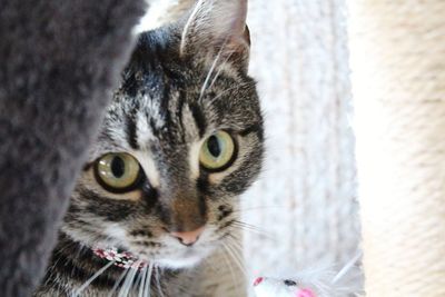 Close-up portrait of a cat