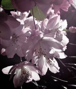 Close-up of white flowers
