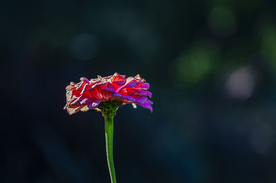 Zinnia flower