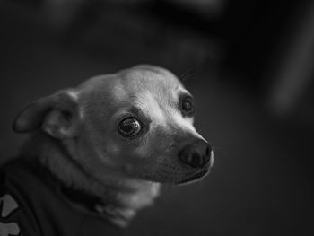 Close-up portrait of dog