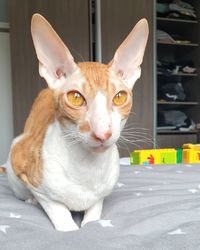 Portrait of cat sitting on floor