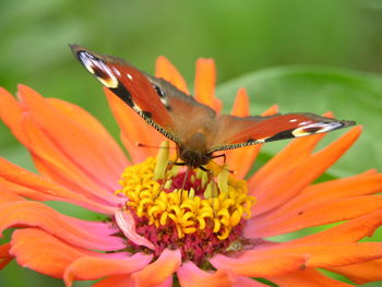 Close-up of butterfly on orange flower