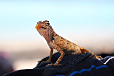 Close-up of a lizard