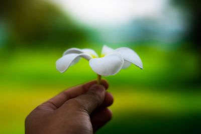 Close-up of hand holding flower