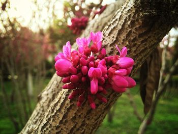 Close-up of pink flowers