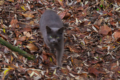 High angle view of a cat on dry leaves