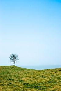 Single tree in field against clear blue sky
