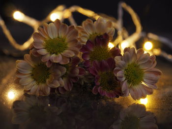 Close-up of illuminated bouquet on plant