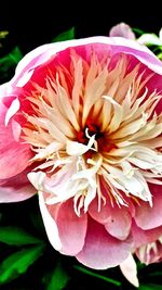 Close-up of pink flowers