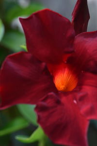 Close-up of red flower