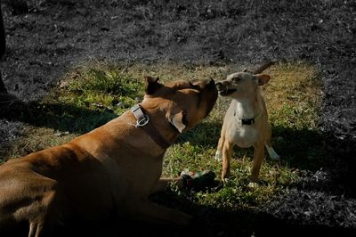 Dog on grassy field