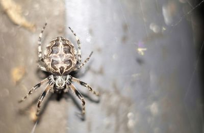 Close-up of spider on web