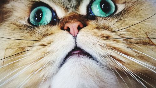 Close-up portrait of cat