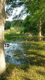 Trees growing in pond