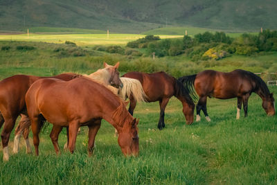 Horses in a field