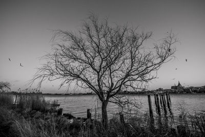 Bare tree by lake against sky