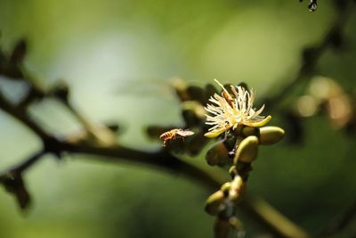 Close-up of flowering plant against blurred background