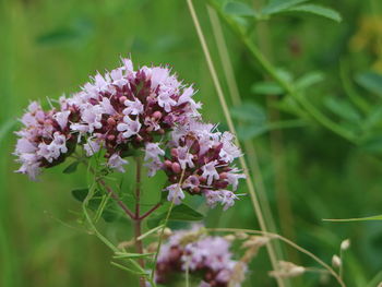 Close-up of pink flowering plant