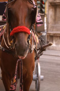 Close-up of horse cart on street