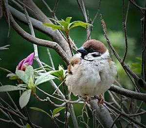 Close-up of bird perching on branch