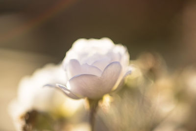 Close-up of white flowering plant