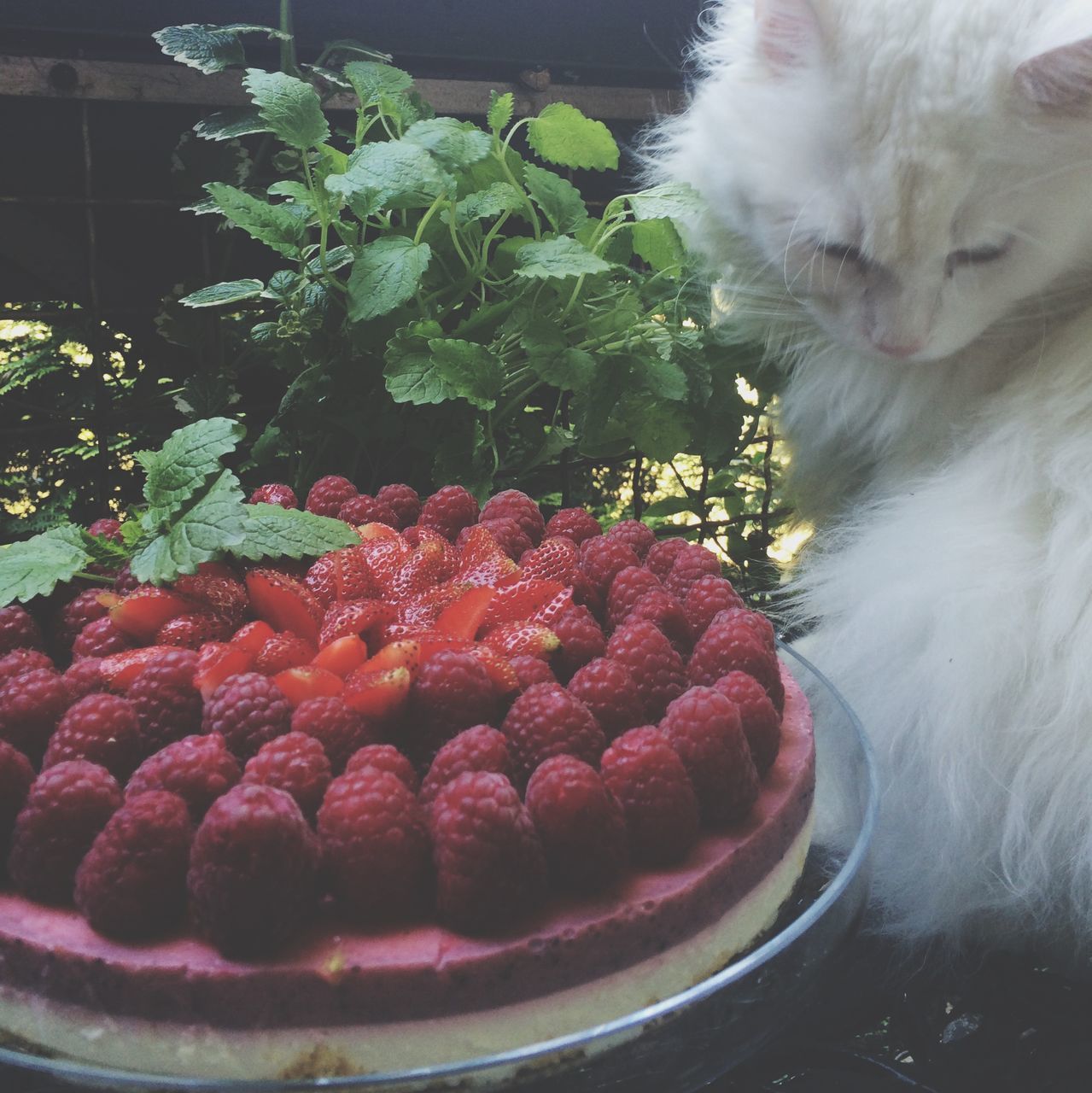 food and drink, freshness, food, fruit, pets, domestic animals, healthy eating, indoors, close-up, red, bowl, plant, flower, animal themes, no people, mammal, one animal, high angle view, strawberry, day