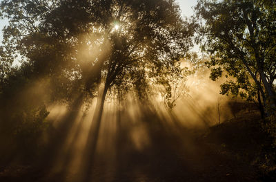 Trees in forest against sky