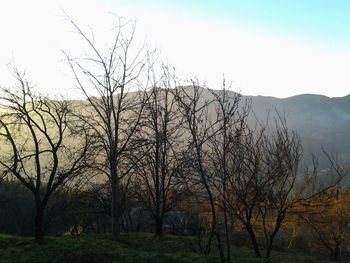 Bare trees on landscape