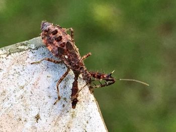 Close-up of insect