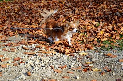 Dog standing on dry autumn leaves