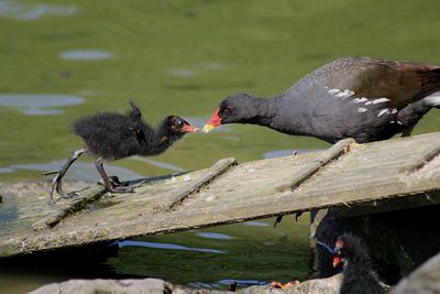 High angle view of bird in water