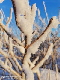 Close-up of frozen plant