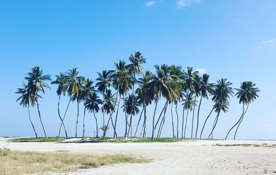 Palm trees on beach against clear blue sky