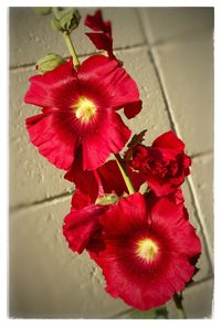 Close-up of red hibiscus blooming outdoors