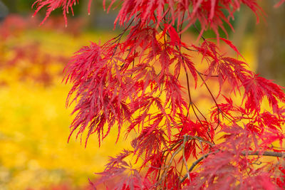 Close-up of autumnal leaves against blurred background