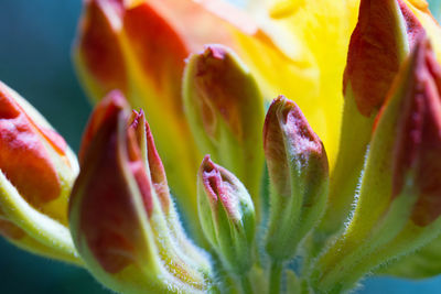 Close-up of flowering plant