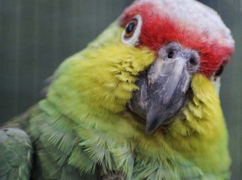 Close-up of parrot