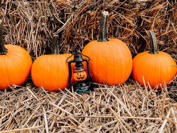 View of pumpkins against orange sky