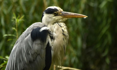 Close-up of bird