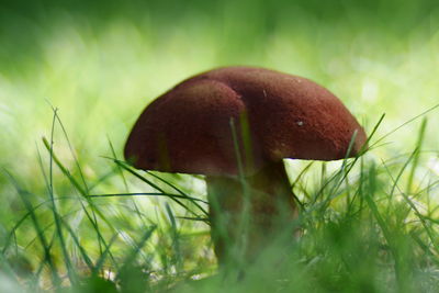 Close-up of mushroom