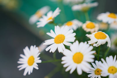 Close-up of white daisy flowers