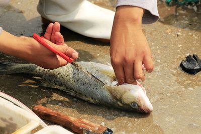 Low section of person cutting fish with scissors