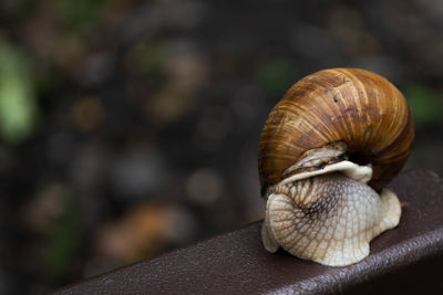 A large snail hid a shell in its house. a house that is always with you.