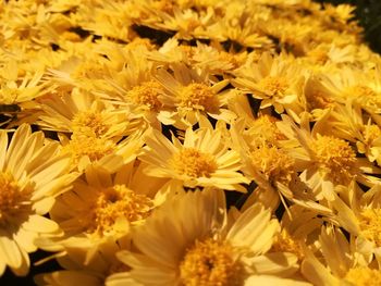 Close-up of yellow flowering plants