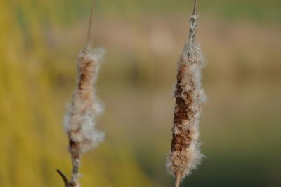 Close-up of plant