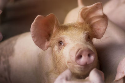 Close-up portrait of piglet 